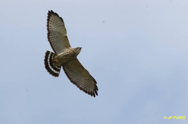 Buteo platypterus